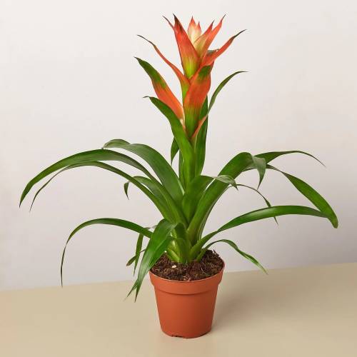 Guzmania Bromeliad Rose