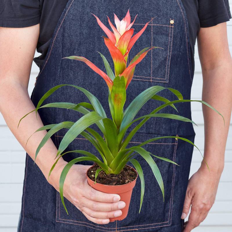 Guzmania Bromeliad Rose