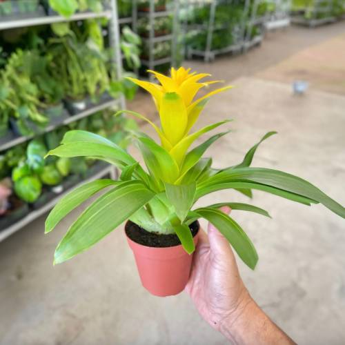 Guzmania Bromeliad Yellow