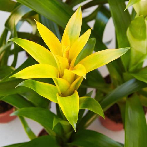 Guzmania Bromeliad Yellow