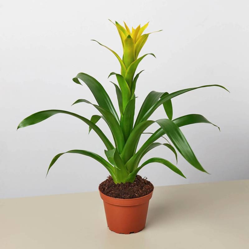 Guzmania Bromeliad Yellow