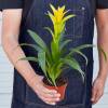 Guzmania Bromeliad Yellow