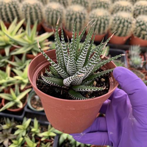 Haworthia Zebra