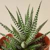 Haworthia Zebra