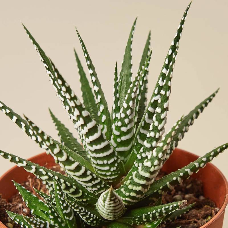 Haworthia Zebra