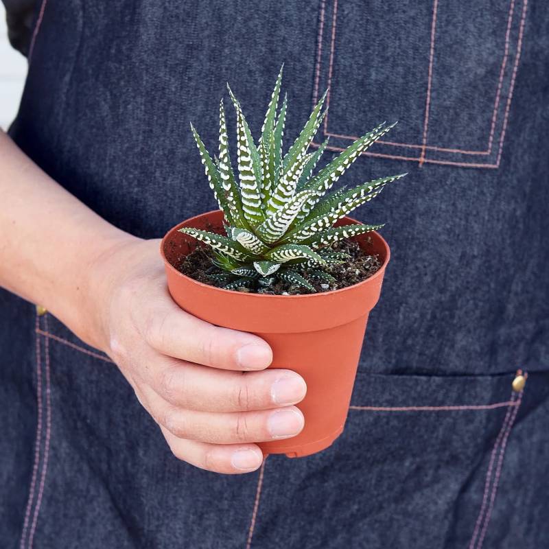 Haworthia Zebra