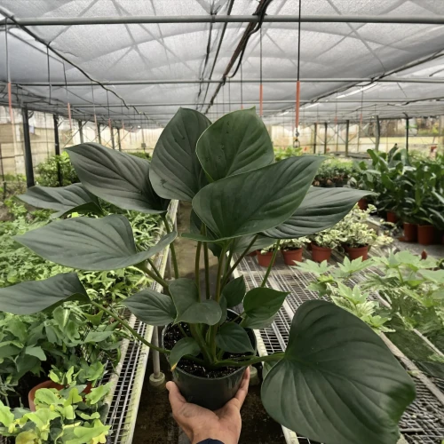 Homalomena Emerald Gem