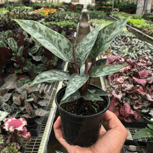 Homalomena Purple Sword