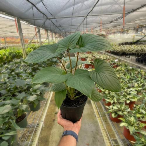 Homalomena Red Stem