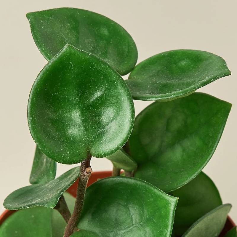 Hoya Carnosa Chelsea