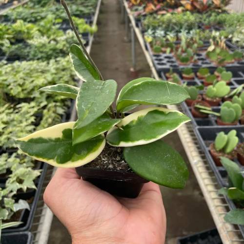 Hoya Carnosa Tricolor