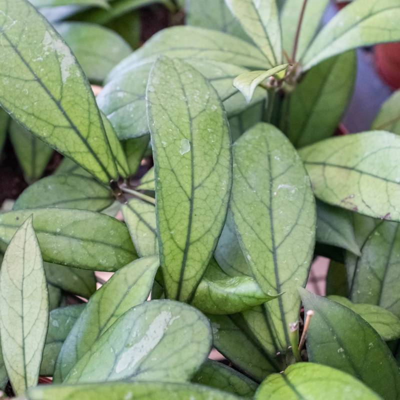 Hoya Crassipetiolata