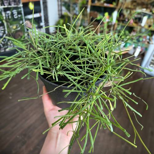 Hoya Grass Leafed