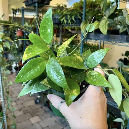 Hoya Parasitica Black Margin