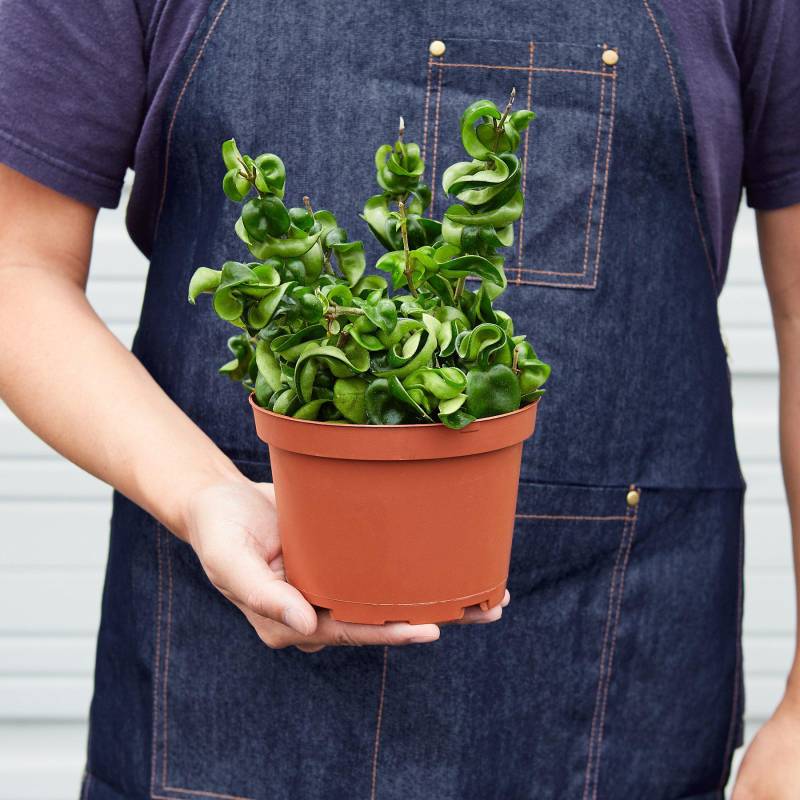 Hoya Rope Plant