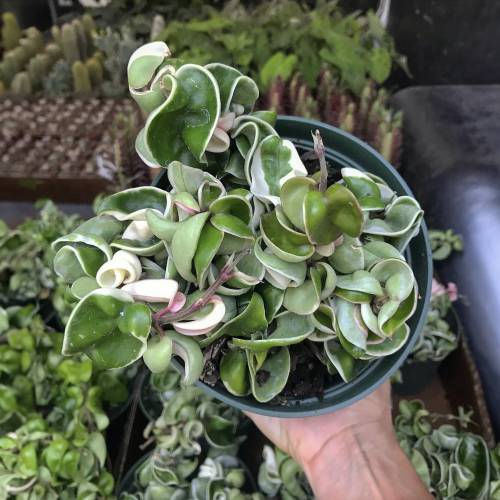 Hoya Rope Plant Variegated