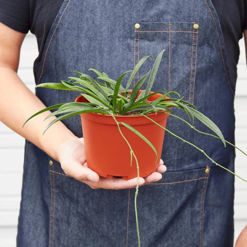 Hoya String Bean