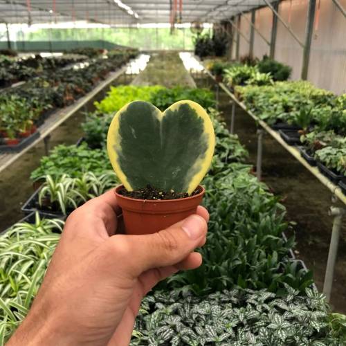 Hoya Sweetheart Variegated