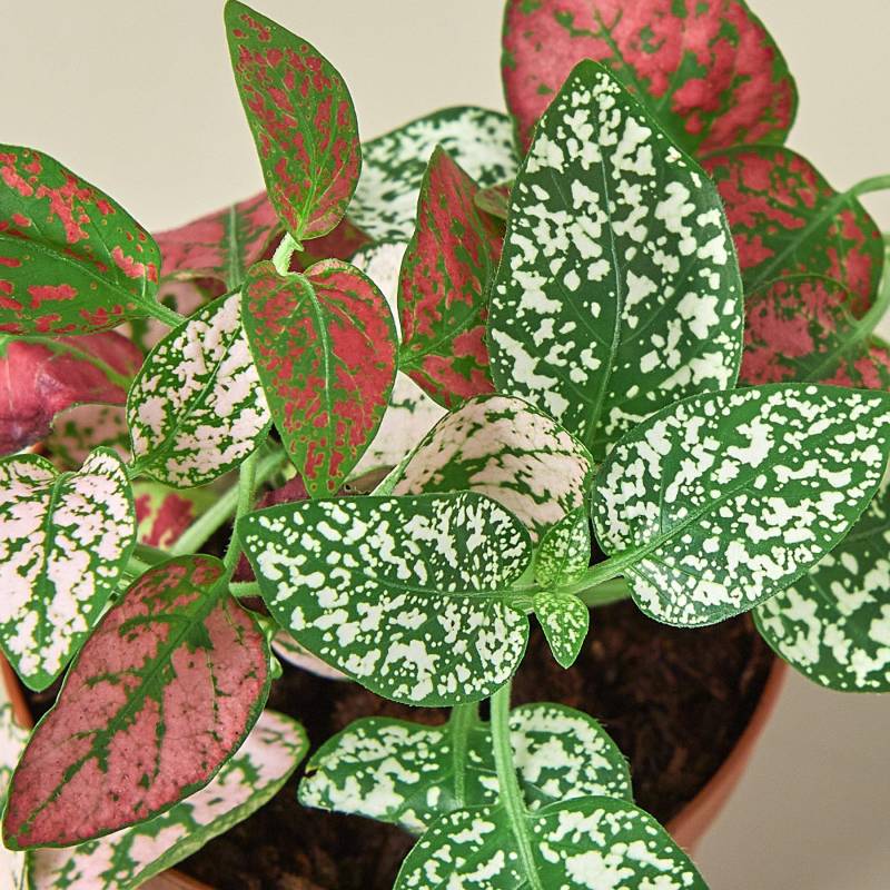 Hypoestes Polka Dot