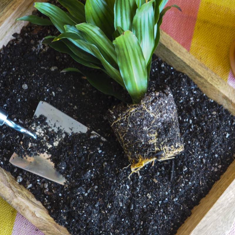 Indoor Plant Potting Soil – Puck