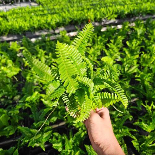 Jester's Crown Fern