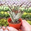 Kalanchoe Tomentosa Chocolate Soldier