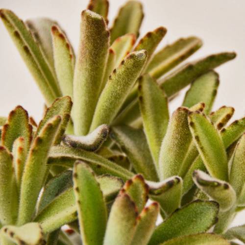 Kalanchoe Tomentosa Chocolate Soldier