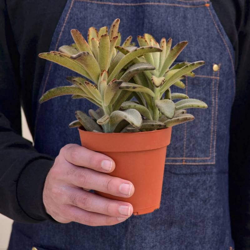 Kalanchoe Tomentosa Chocolate Soldier