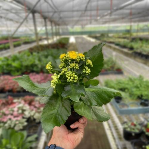 Kalanchoe Yellow