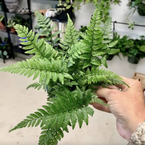 Korean Rock Fern