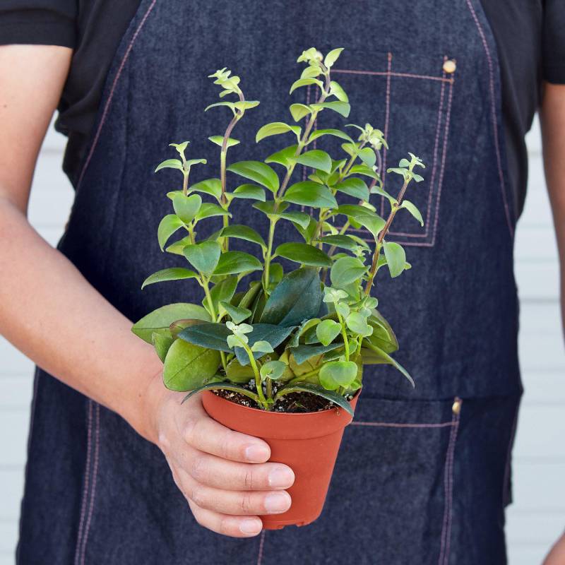 Lipstick Plant