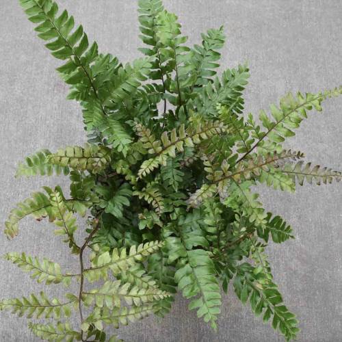 Mahogany Fern