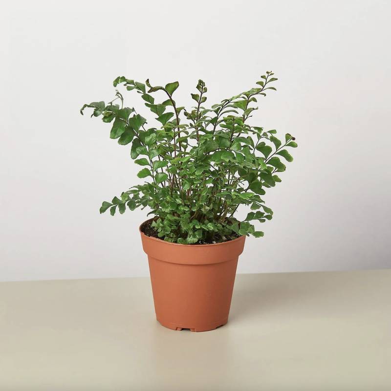 Mahogany Fern