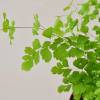 Maidenhair Fern