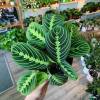 Maranta Lemon Lime