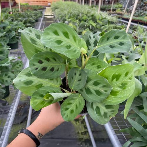 Maranta Leuconeura