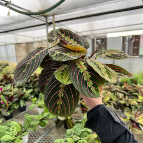 Maranta Red Prayer