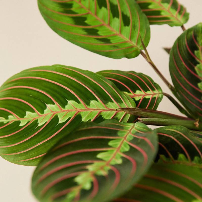 Maranta Red Prayer