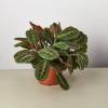 Maranta Red Prayer