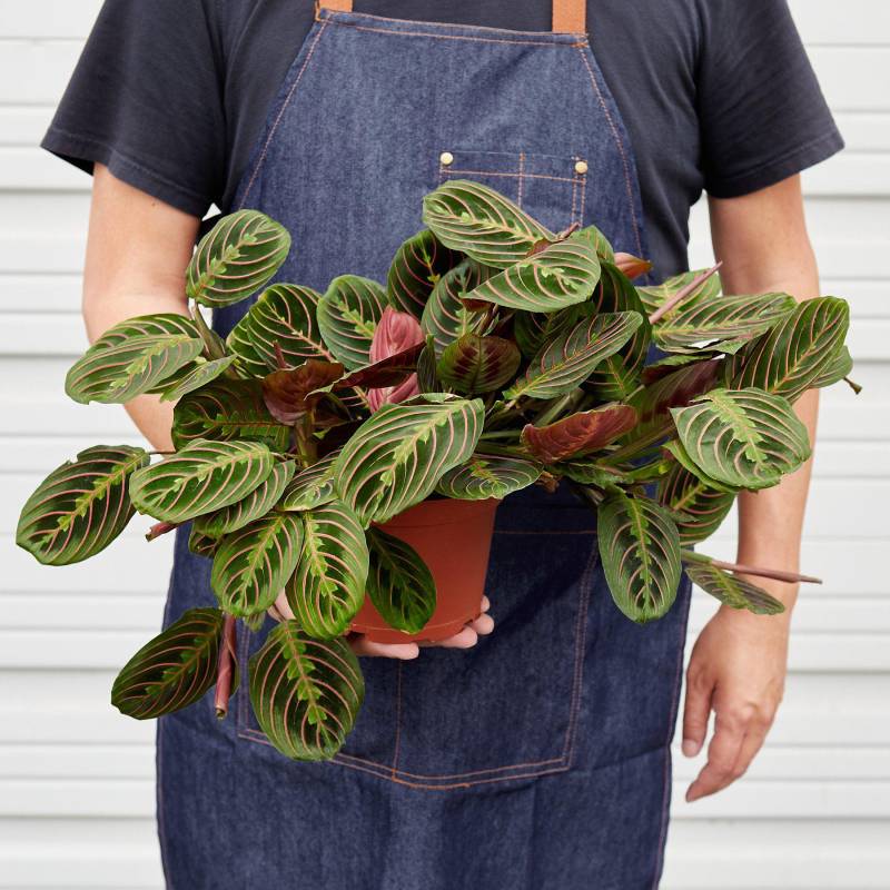 Maranta Red Prayer