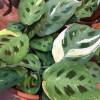 Maranta Variegated Beauty Kim