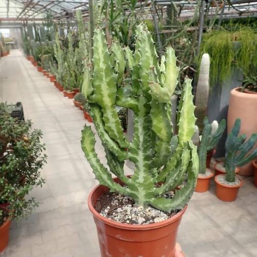 Milkstripe Euphorbia