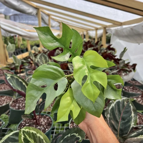 Mini Monstera Minima