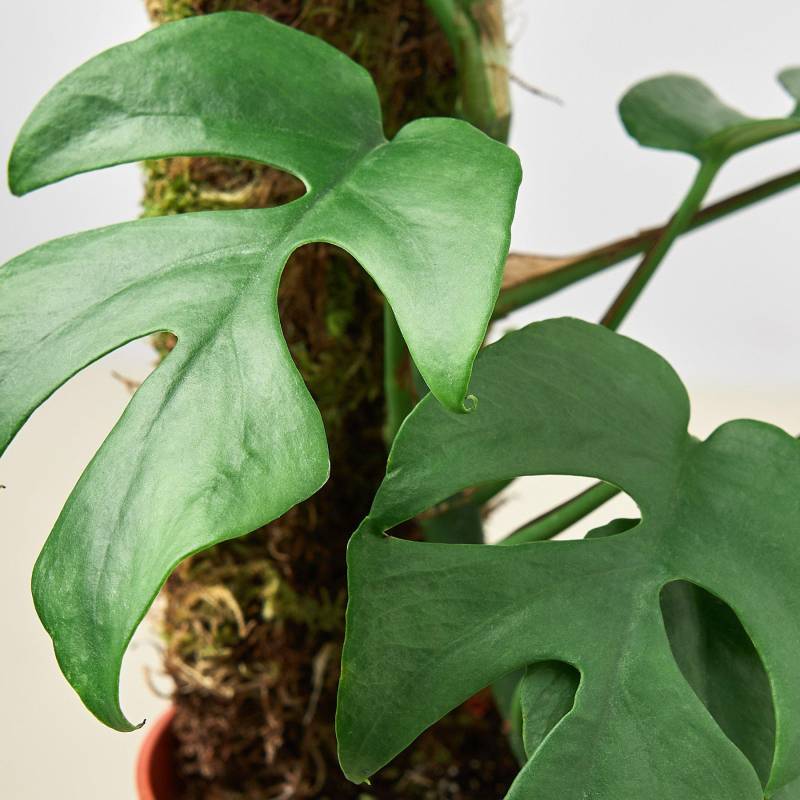 Mini Monstera Minima