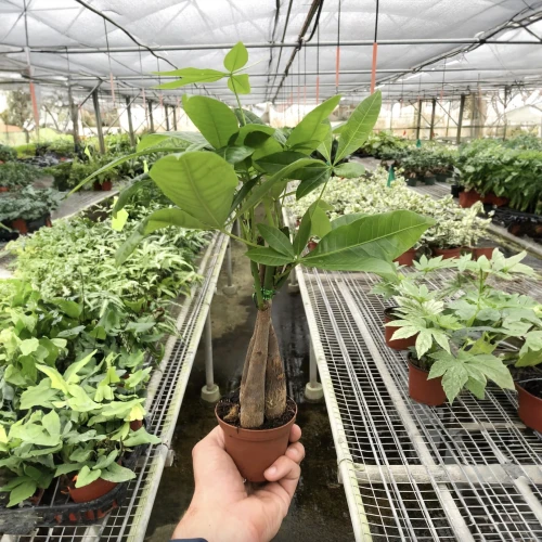 Money Tree Guiana Chestnut Pachira Braid