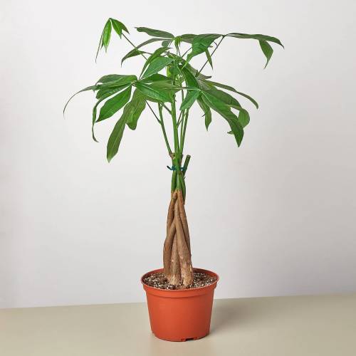 Money Tree Guiana Chestnut Pachira Braid