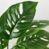 Monstera Adansonii Swiss Cheese