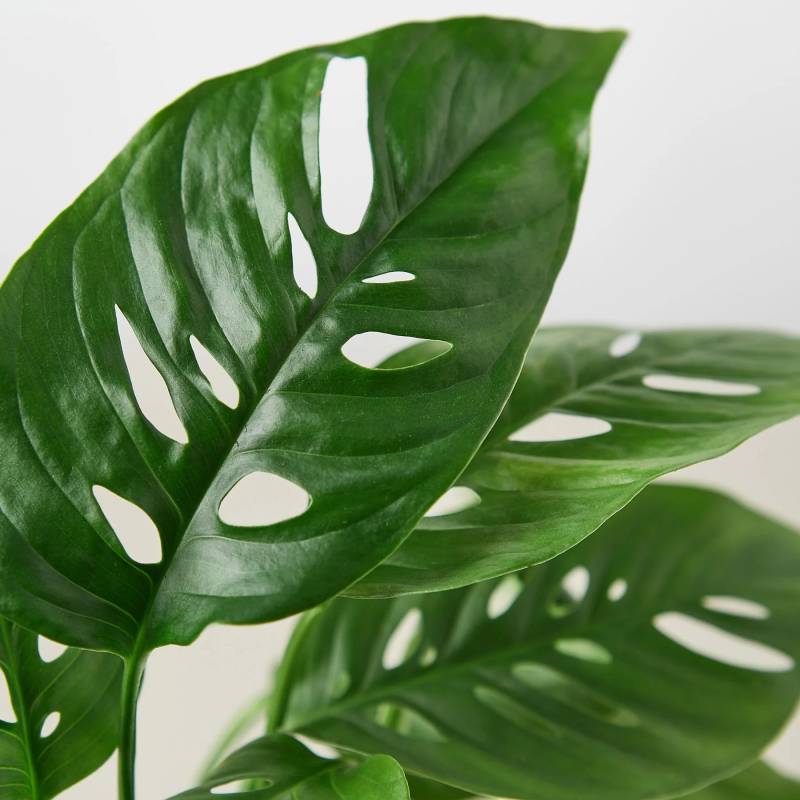 Monstera Adansonii Swiss Cheese