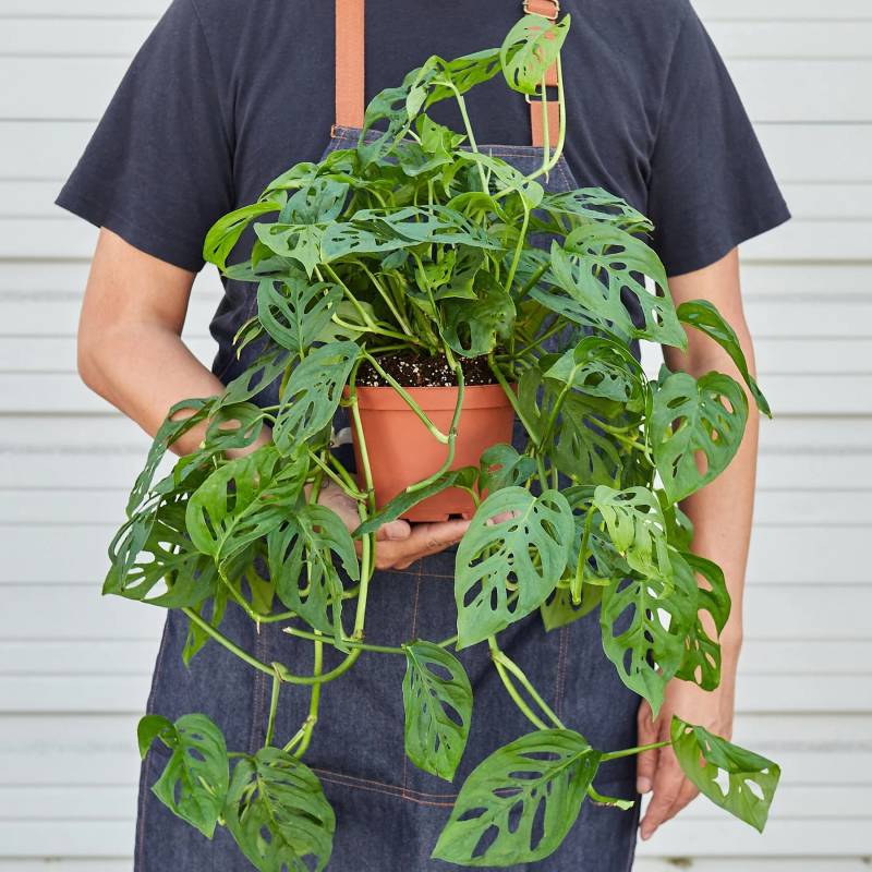 Monstera Adansonii Swiss Cheese