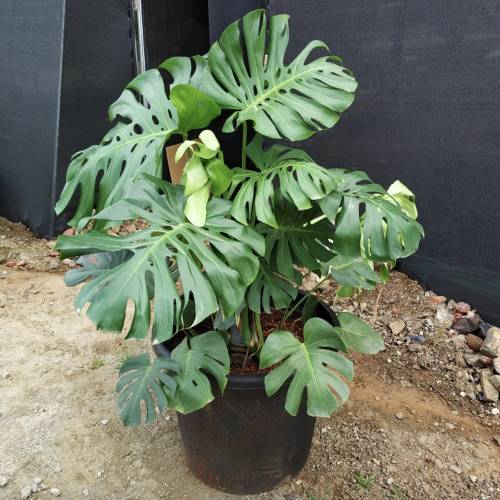 Monstera Deliciosa